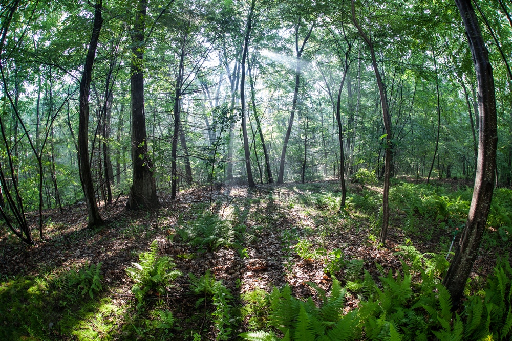 Bright,,Afternoon,Sunlight,Pierces,A,Forest,In,Massachusetts,,Not,Far